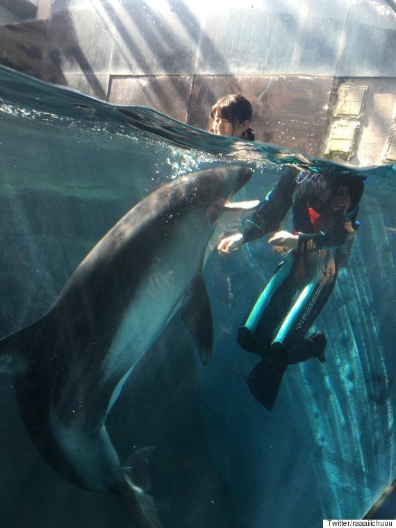 イルカと泳ぐお姉さんの首が大変なことに 画像 ハフポスト News