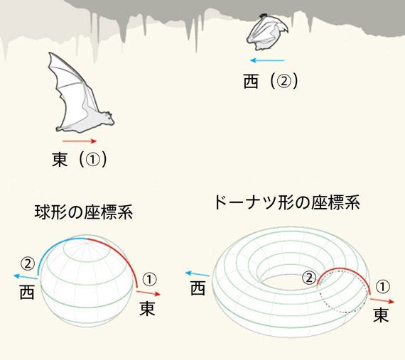 コウモリの3dナビシステム ハフポスト