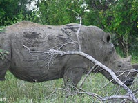 南アフリカのサイの密猟 前年を下回るも依然1000頭越え ハフポスト