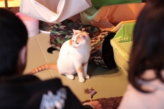 岐阜の猫カフェで始まる ビジネスと猫保護活動の素敵な関係 ハフポスト