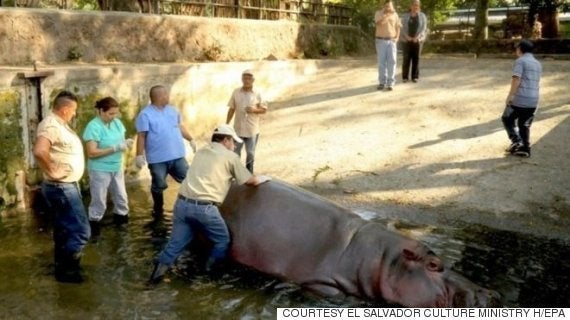 残忍で非人道的な犯行 エルサルバドルの動物園のスターが殺害される ハフポスト 残忍で非人道的な犯行 エルサルバドルの動物園のスターが殺害される ハフポスト