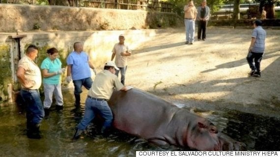 残忍で非人道的な犯行 エルサルバドルの動物園のスターが殺害される ハフポスト