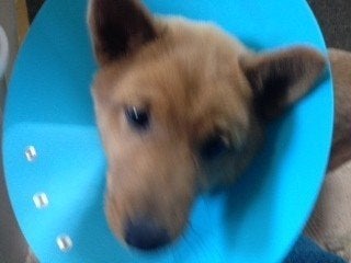 子犬を交通事故に遭わせてしまった話 ハフポスト