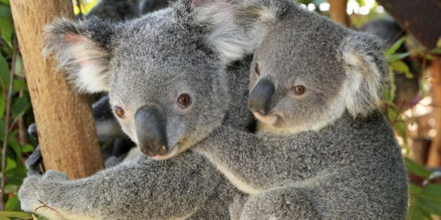 Koala Phascolarctos cinereus Queensland . Australia Order: Diprotodontia Family: Phascolarctidae