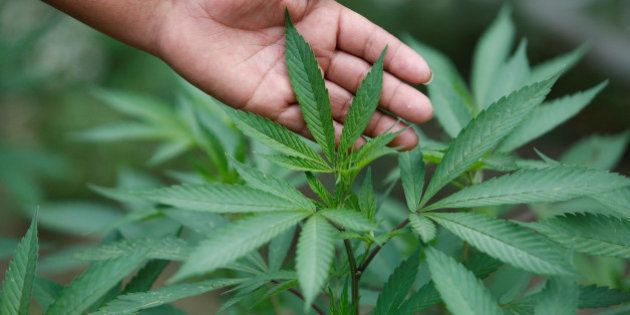 Martha Secue, 40, shows marijuana plants growing outside her house in the mountains of Toribio, Cauca, Colombia, February 9, 2016. REUTERS/Jaime Saldarriaga