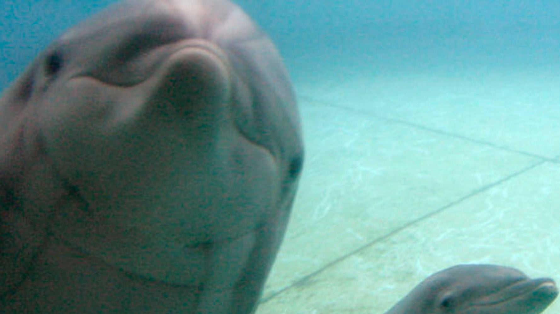 狭い水槽に人間の目 ボルチモアの水族館は決意した イルカのために ハフポスト News 狭い水槽に人間の目 ボルチモアの水族館は決意した イルカのために ハフポスト News