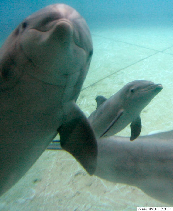 狭い水槽に人間の目 ボルチモアの水族館は決意した イルカのために ハフポスト