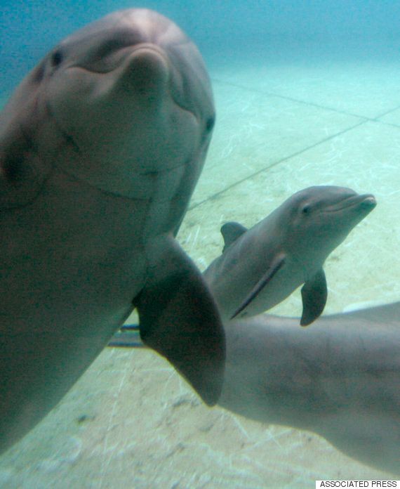 狭い水槽に人間の目 ボルチモアの水族館は決意した イルカのために ハフポスト News