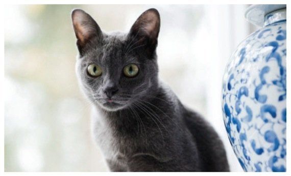 猫種の歴史を紐解く物語を綴る 世界で一番美しい猫の図鑑 ハフポスト