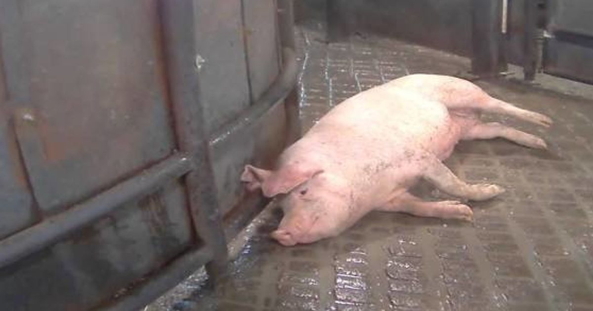 屠殺直前の豚の苦痛 潜入取材した動画が公開された 閲覧注意 ハフポスト