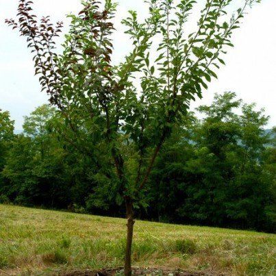 なぜ1本の木に40種類のフルーツが？ 鬼才が生み出した「植物のフランケンシュタイン」（画像） | ハフポスト NEWS