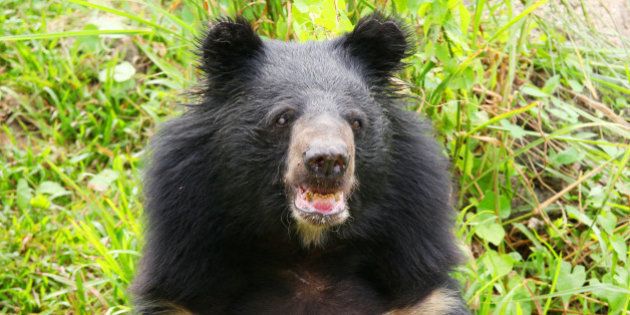 Close up of asian black bear, asiatic black bear, Tibetan black bear,Himalayan black bear or moon bear (Ursus thibetanus)