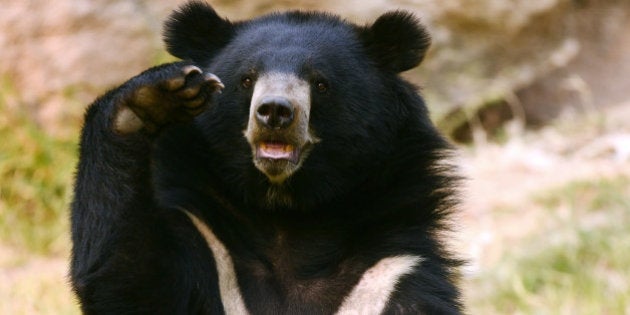 Asiatic Black Bear Standing