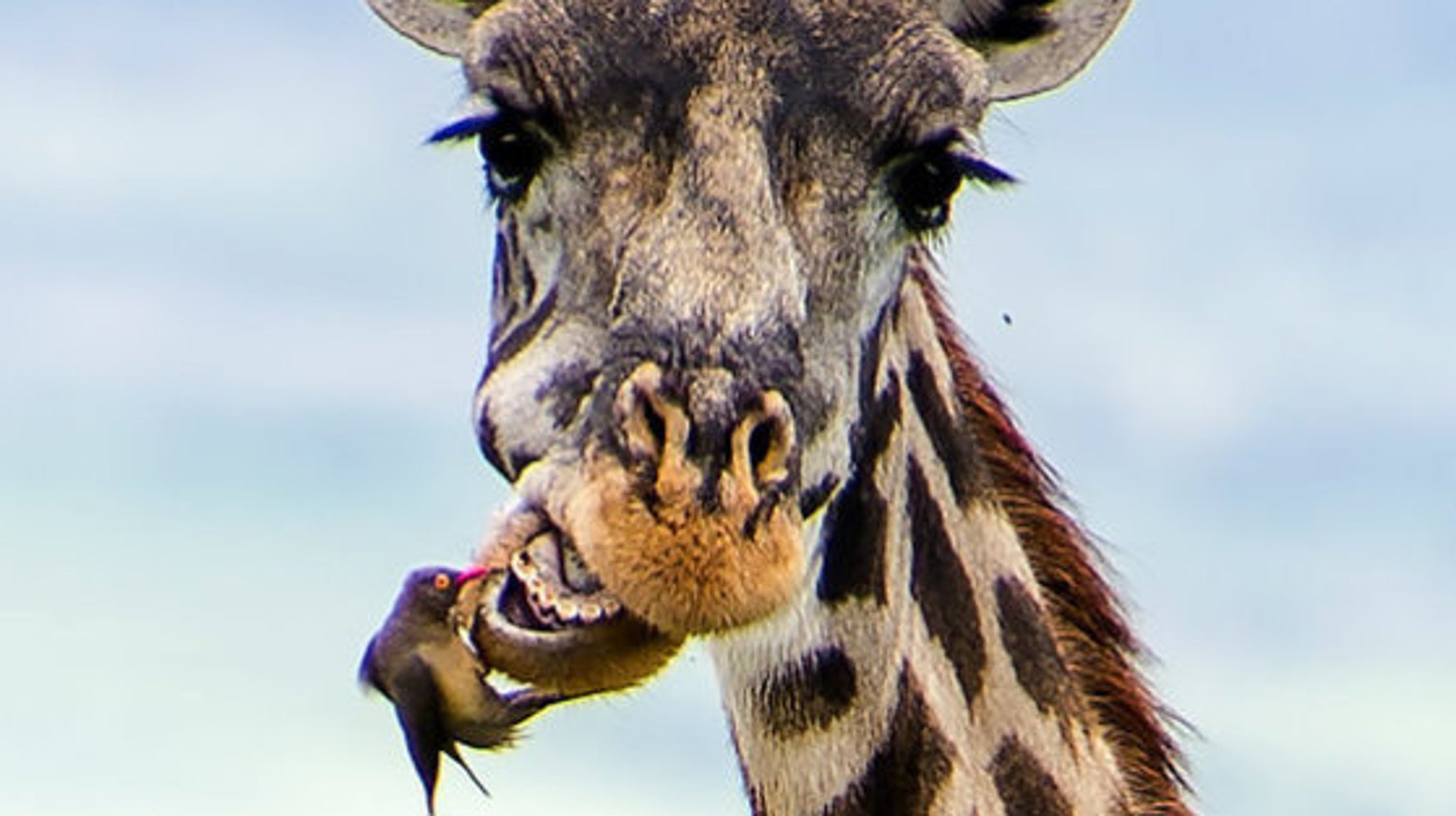 小鳥の歯医者さんがやってきた キリンさん 早く終わらないかなぁ 画像 ハフポスト News 小鳥の歯医者さんがやってきた キリンさん 早く終わらないかなぁ 画像 ハフポスト News