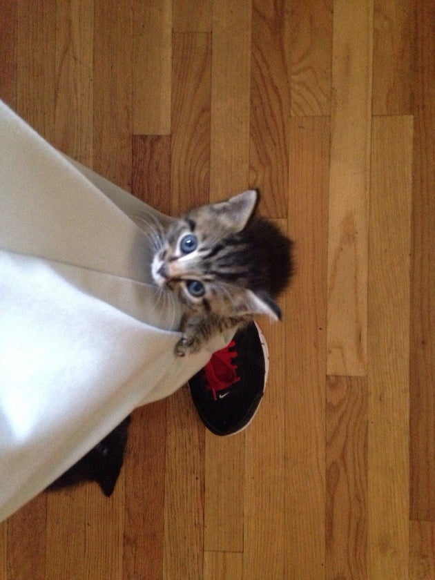 ペットがあなたにくっついてくるのって こんな場面じゃないですか 画像 ハフポスト