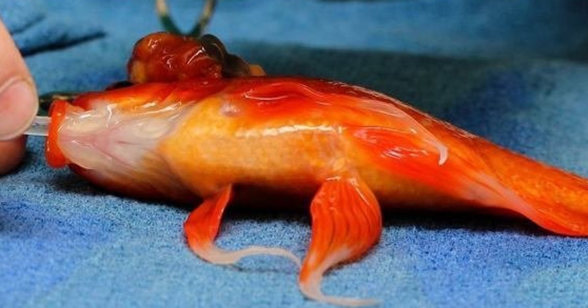 金魚のジョージ 10歳 腫瘍摘出手術に成功し元気に泳ぎまわる ハフポスト