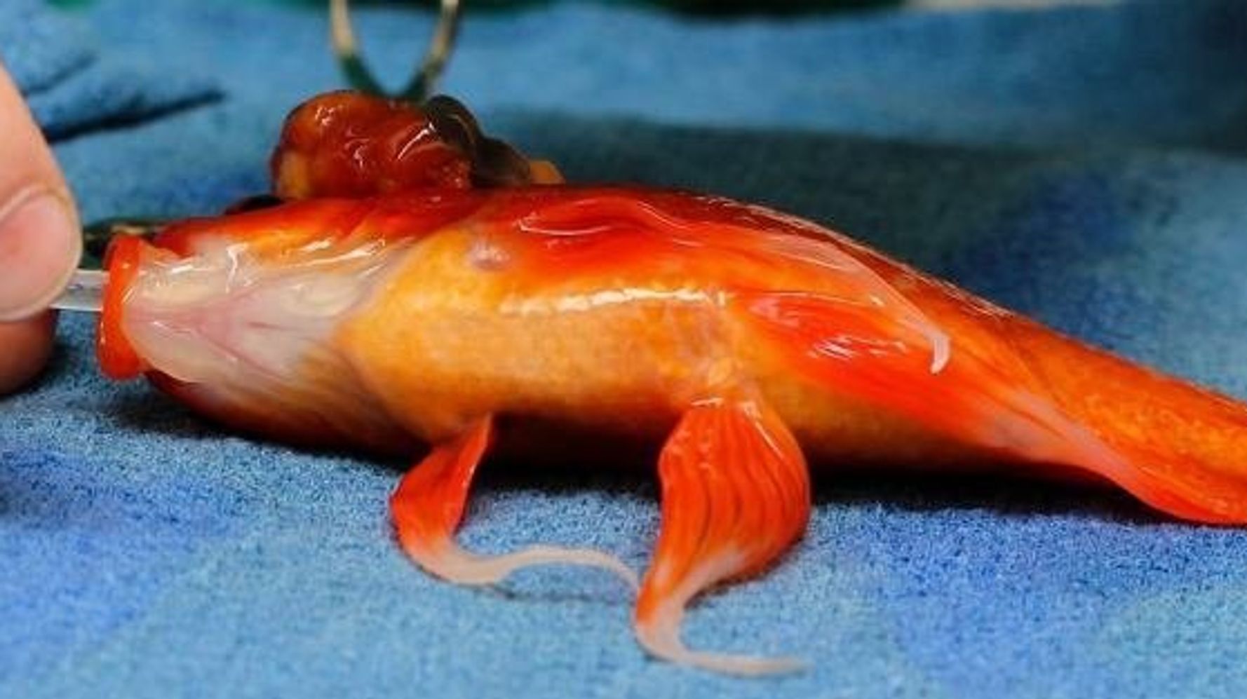 金魚のジョージ 10歳 腫瘍摘出手術に成功し元気に泳ぎまわる ハフポスト News