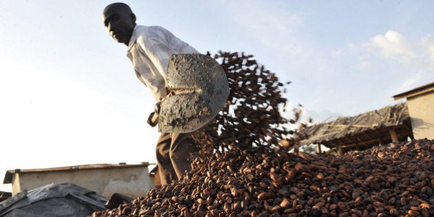 TO GO WITH AFP STORY BY CHRISTOPHE KOFFI A Baoule farmer gathers cocoa beans on November 17, 2010 in Zamblekro, a village near the city of Gagnoa, homeland of presidential candidate and current president Laurent Gbagbo and dubbed 'Gbagboland'. Ivory Coast's army on November 22, 2010 began deploying to the north of the divided country, run by former rebels, to ensure security in November 28 second round of a presidential election. Some 1,500 reinforcements left the southern coastal city of Abidjan, the economic capital, after a ceremony overseen by the chief of staff of the army, General Philippe Mangou, ahead of Sunday's vote. AFP PHOTO/ SIA KAMBOU (Photo credit should read SIA KAMBOU/AFP/Getty Images)