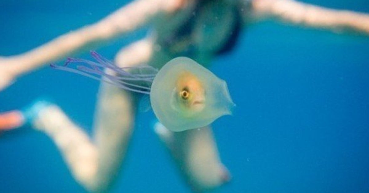 クラゲにはまったお魚さん オーストラリアの海をゆーらゆら 画像 ハフポスト クラゲにはまったお魚さん オーストラリアの海をゆーらゆら 画像 ハフポスト