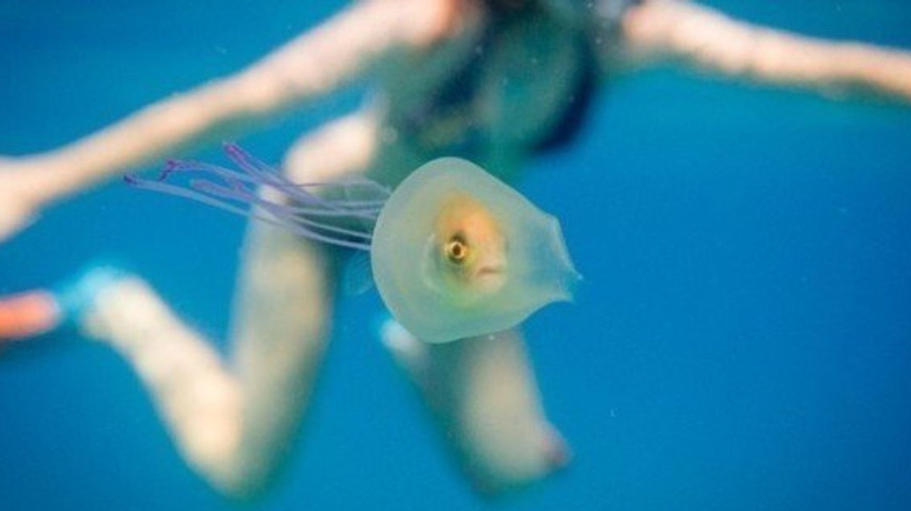 クラゲにはまったお魚さん オーストラリアの海をゆーらゆら 画像 ハフポスト News