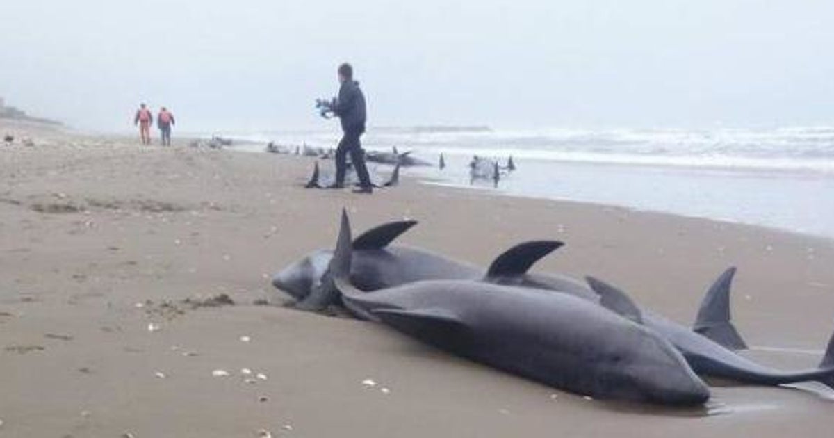 イルカ150頭が打ち上げられる 茨城県鉾田市の海岸 ハフポスト