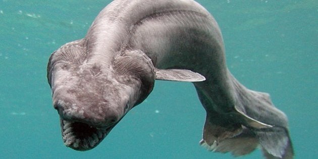 Tokio城島 山口 幻の古代サメ ラブカ 捕獲 鉄腕 Dash で放送 ハフポスト