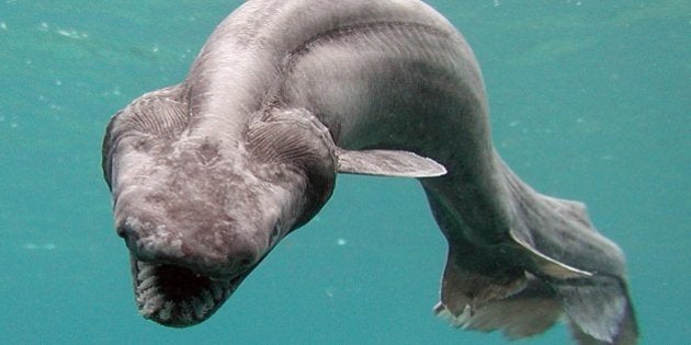 NUMAZU, JAPAN - JANUARY 21: In this handout picture released by Awashima Marine Park, a 1.6 meter long Frill shark swims in a tank after being found by a fisherman at a bay in Numazu, on January 21, 2007 in Numazu, Japan. The frill shark, also known as a Frilled shark usually lives in waters of a depth of 600 meters and so it is very rare that this shark is found alive at sea-level. It's body shape and the number of gill are similar to fossils of sharks which lived 350,000,000 years ago. (Photo by Awashima Marine Park/Getty Images)