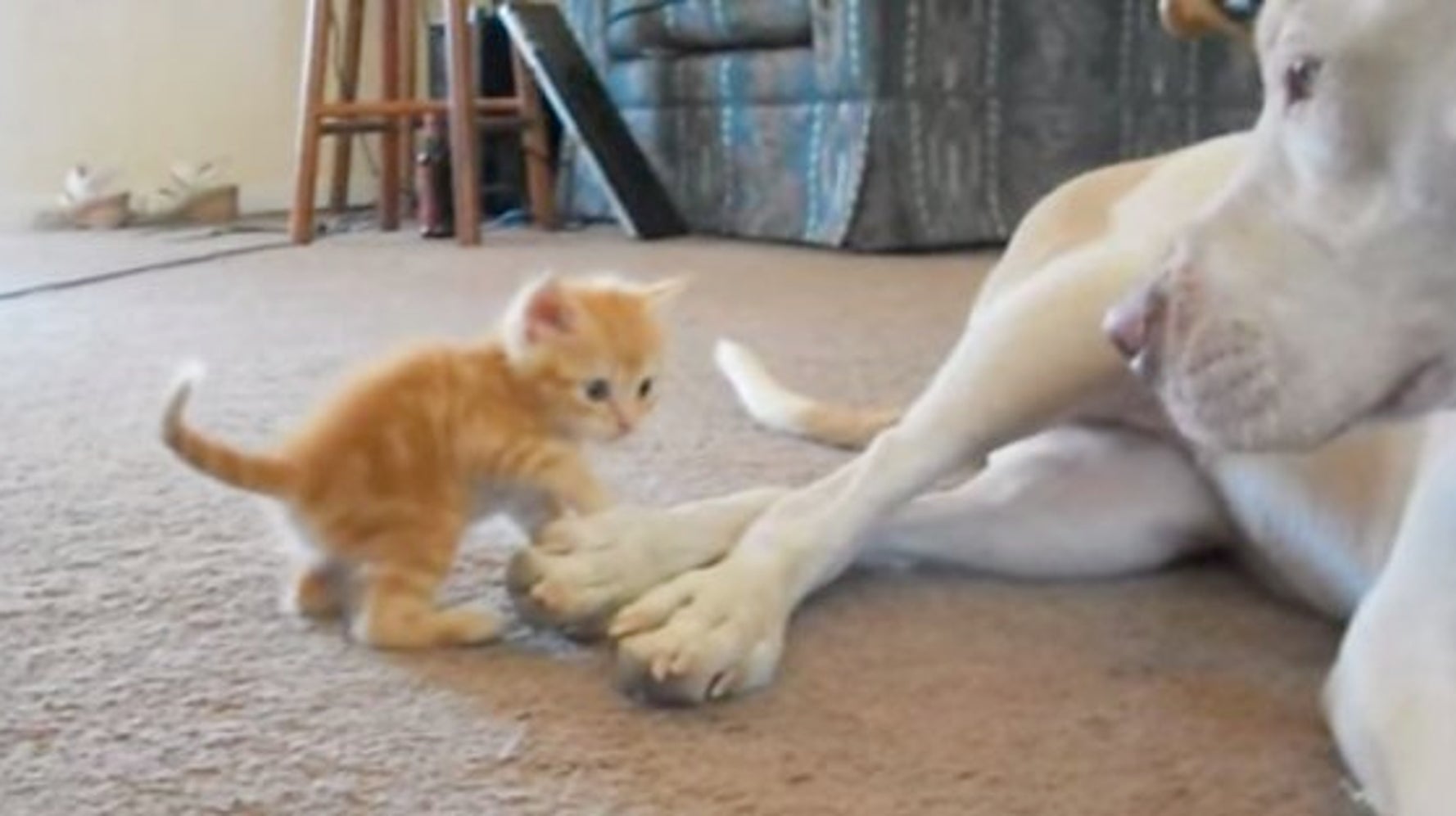 子猫は遊びたいんです 動画 ハフポスト Life 子猫は遊びたいんです 動画 ハフポスト Life
