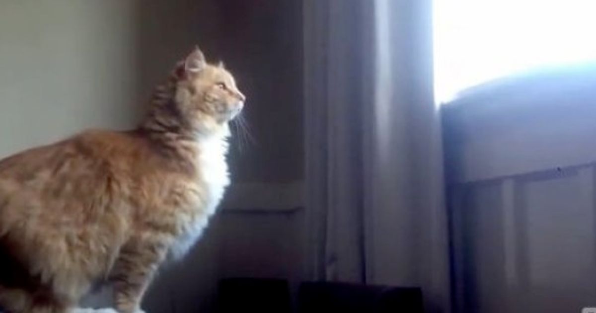 ジャンプに失敗した猫 シレッとごまかす 動画集 ハフポスト