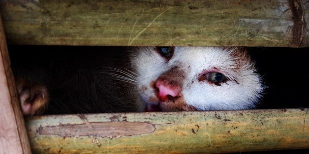 猫」数千匹、中国から食用で密輸か ベトナム【画像・動画】  ハフポスト