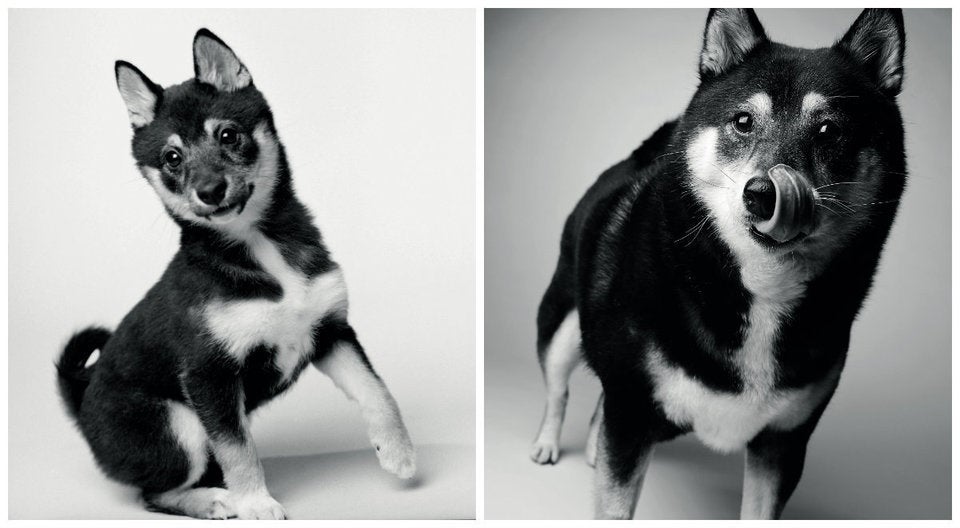 犬のおじいちゃん その瞳に映る豊かな人生 画像集 ハフポスト Life 犬のおじいちゃん その瞳に映る豊かな人生 画像集 ハフポスト Life