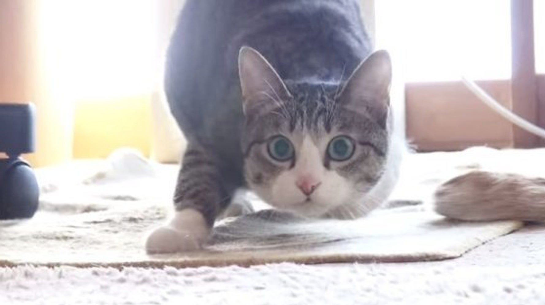 猫 こうやってお尻フリフリする 動画 ハフポスト Life 猫 こうやってお尻フリフリする 動画 ハフポスト Life