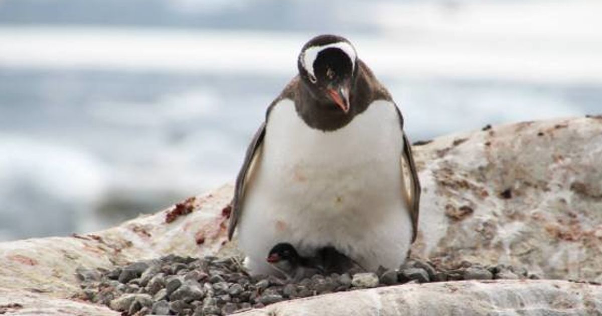 ペンギンは南極の地で赤ちゃんを抱く モフモフ画像 ハフポスト