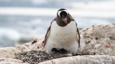 Pengin