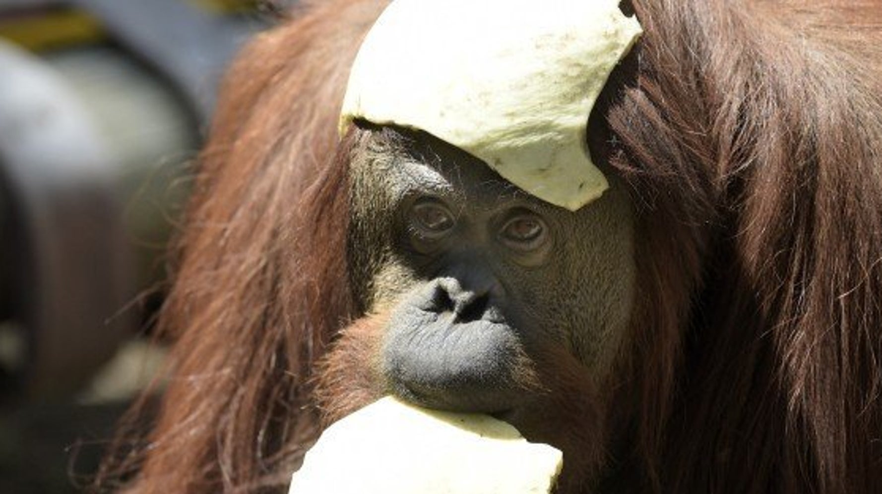 オランウータンにだって人権はある アルゼンチンの裁判所は認めた 画像 ハフポスト News