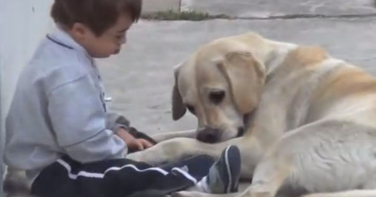 ダウン症の男の子を優しく励まし続ける犬 動画 ハフポスト