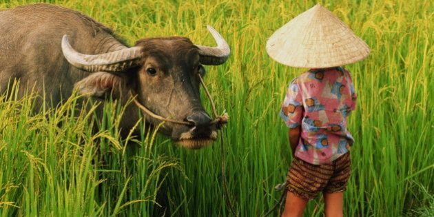 Vietnam, child in rice field with water buffalo