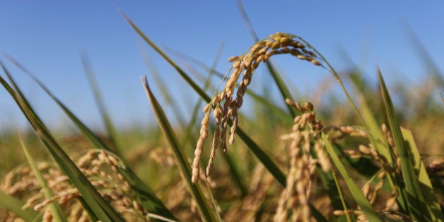 Rice grows in a paddy field in Sakura, Chiba Prefecture, Japan, on Tuesday, Aug. 27, 2013. Japan is self-sufficient in rice as the government imposes high tariffs on imports. Photographer: Tomohiro Ohsumi/Bloomberg via Getty Images