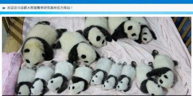 赤ちゃんパンダ14匹 中国でお披露目 ハフポスト