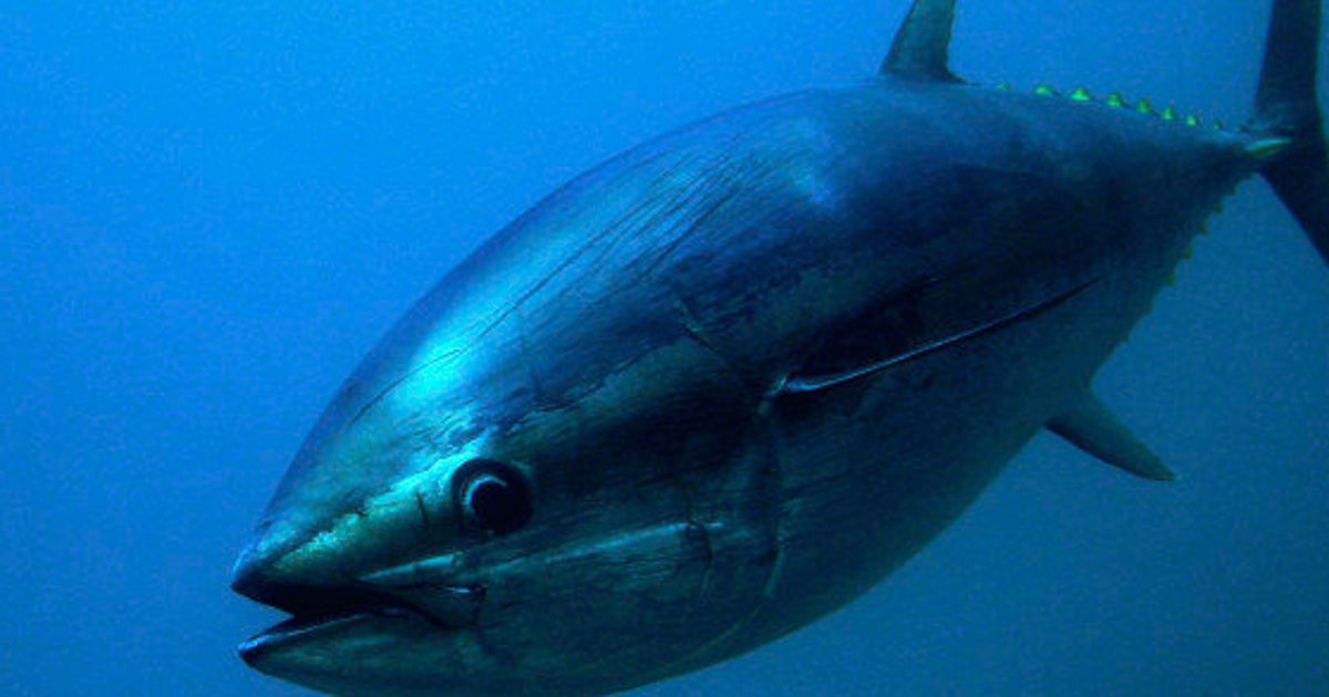 太平洋クロマグロが絶滅危惧種に IUCNのレッドリストに掲載 ..., 画像サイズ:1200x630