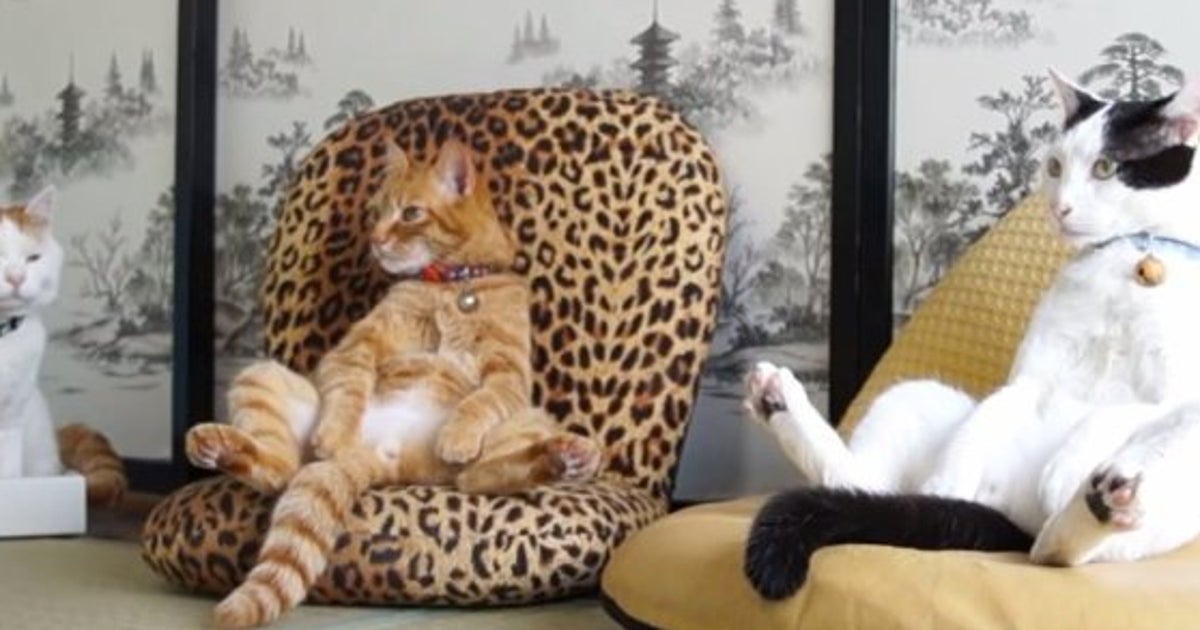 要問合♥️にゃんこ好きお子様へ♥️ネコ　猫　チェア　椅子　座椅子　ピンク　グレー 要問合♥️にゃんこ好きお子様へ♥️ネコ 猫 チェア 椅子 座椅子