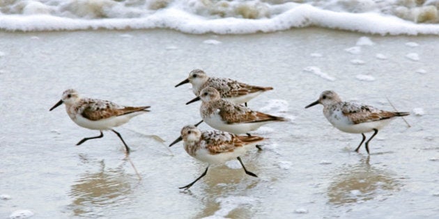 オリンピック 日本野鳥の会がカヌー会場の見直しを求め声明 ハフポスト