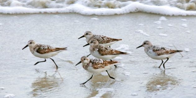 A group of sandpipers running together along the sea shore. Racing, competition, team, on the move.