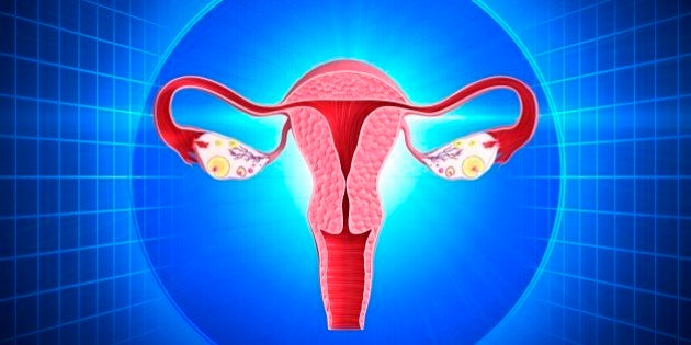 Female reproductive system, computer artwork.