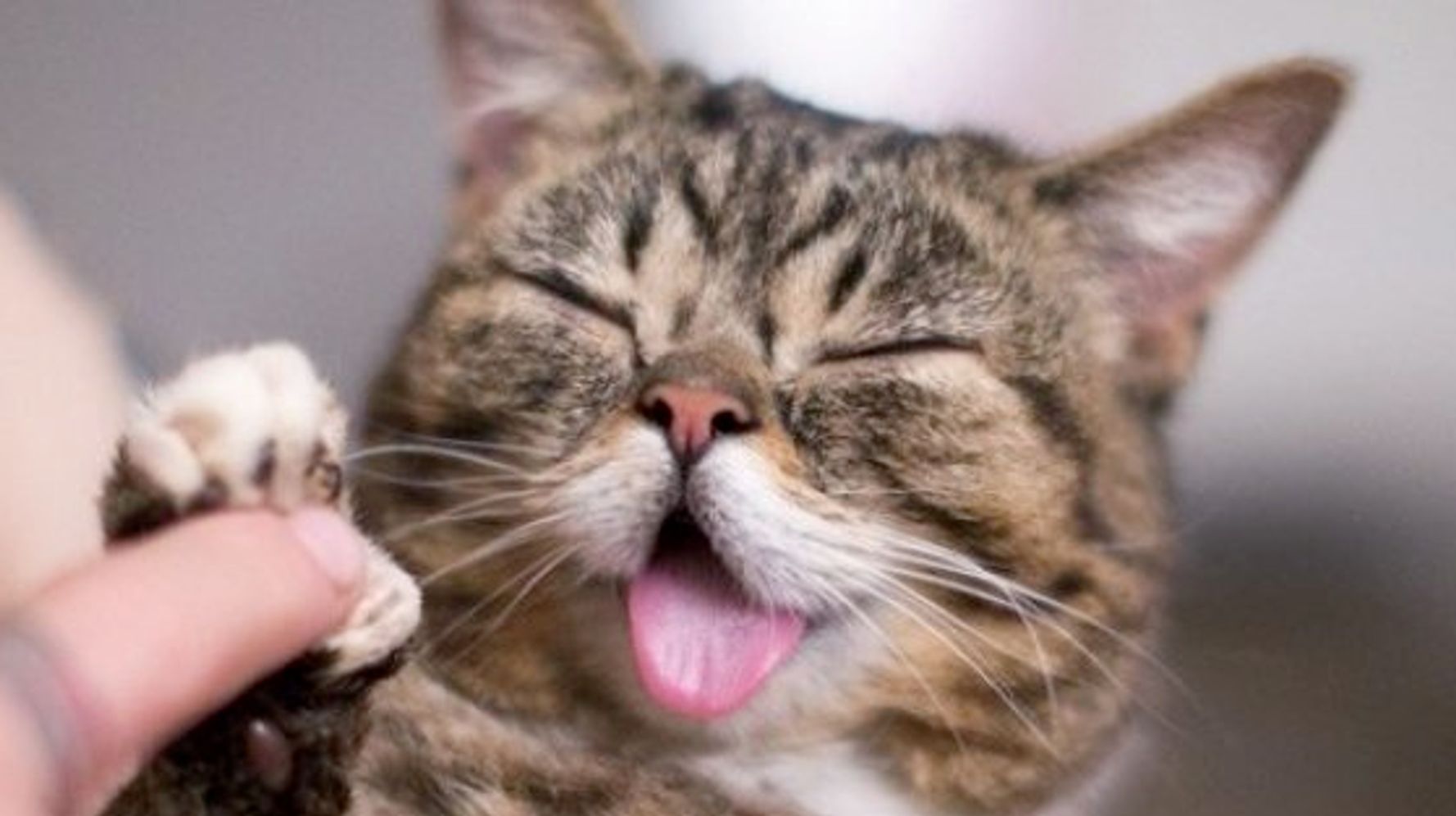 うれしくて舌を出しちゃう猫から目が離せない 画像 ハフポスト Life