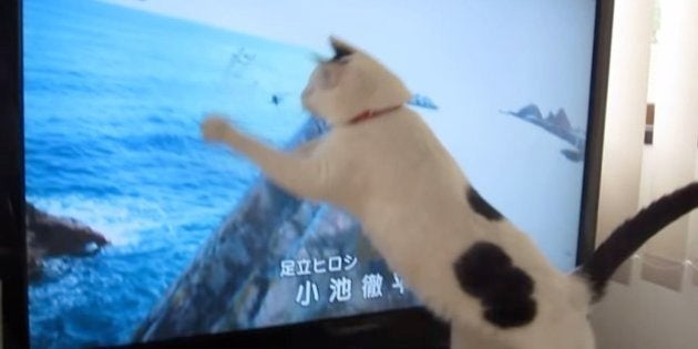 あまちゃん が始まるとテレビに飛びかかっちゃう猫 動画 ハフポスト