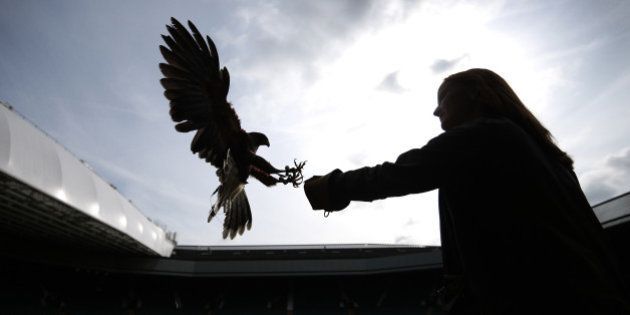 LONDON, ENGLAND - JULY 01: Imogen Davies catches Rufus, a Harris hawk, in the stands above Centre Court at the Wimbledon Lawn Tennis Championships on July 1, 2013 in London, England. Rufus is used to scare away pigeons which can distract the players. The 2013 Championships are entering their second week at the end of which Centre Court will become the centre of the world's attention for the women's singles and men's singles finals. (Photo by Peter Macdiarmid/Getty Images)