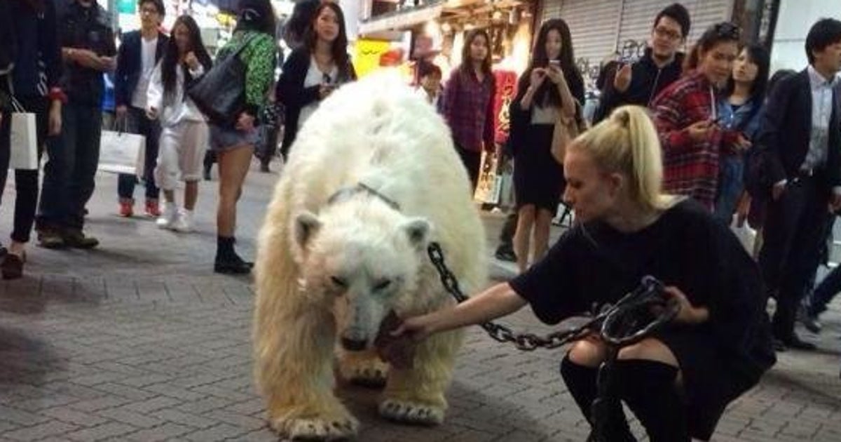 シロクマが渋谷を散歩 着ぐるみか本物か 動画 画像 ハフポスト