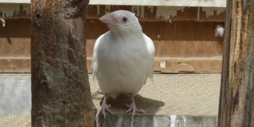 白カラス 白いカラスが新潟にいた「まるで神様のお使い」 20年生き続け、普段は