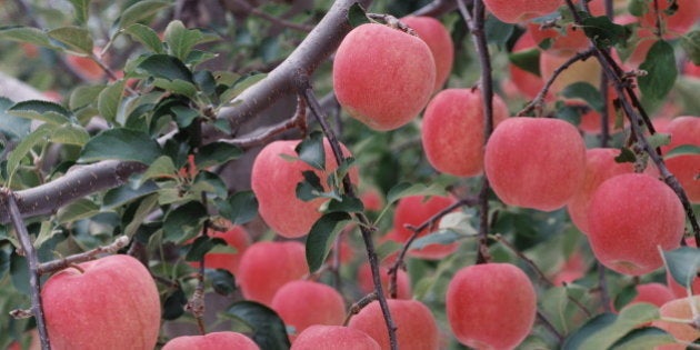 Apple Tree